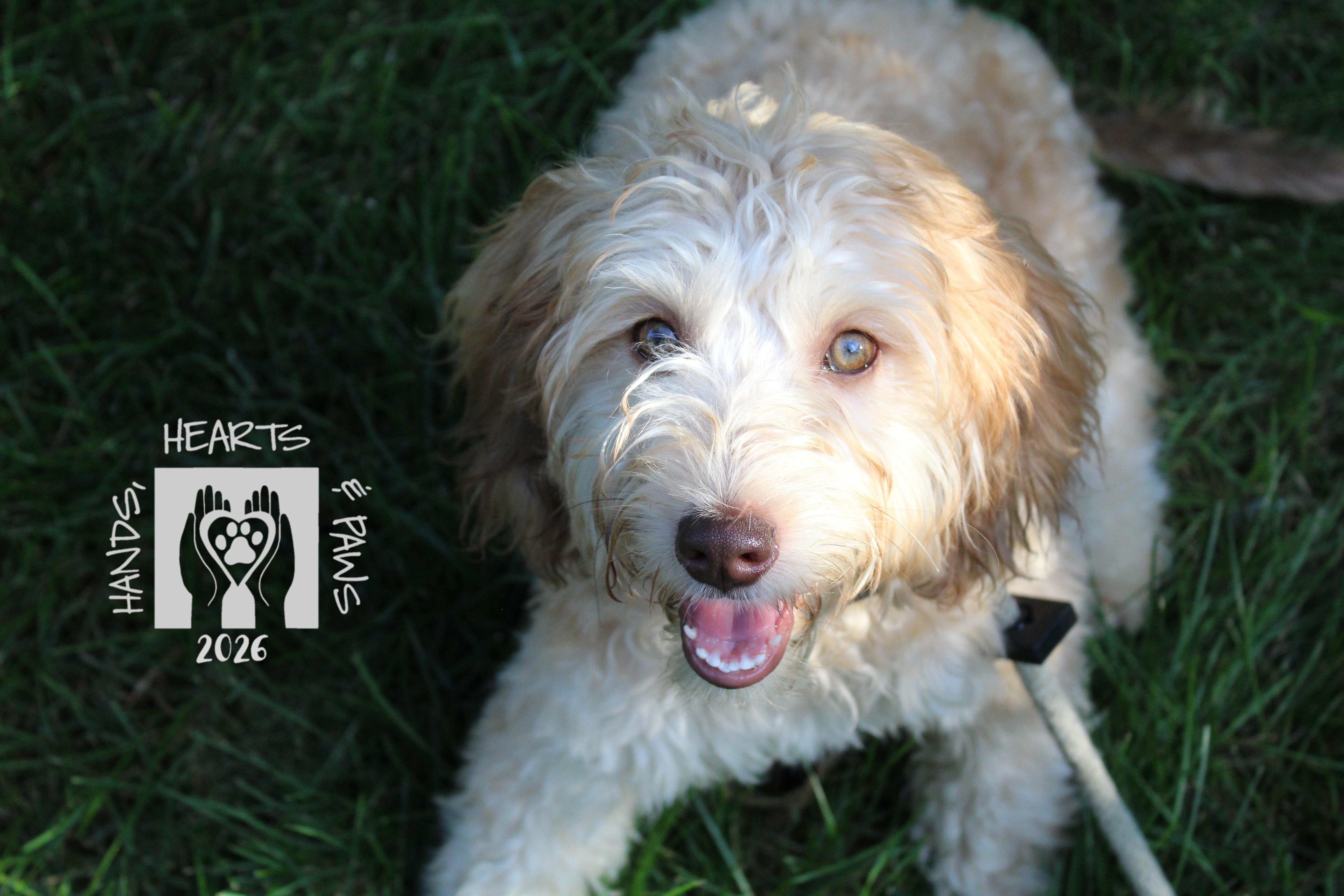 Enlarge Muggs, an adopted mixed breed in Omaha, NE image 2/3
