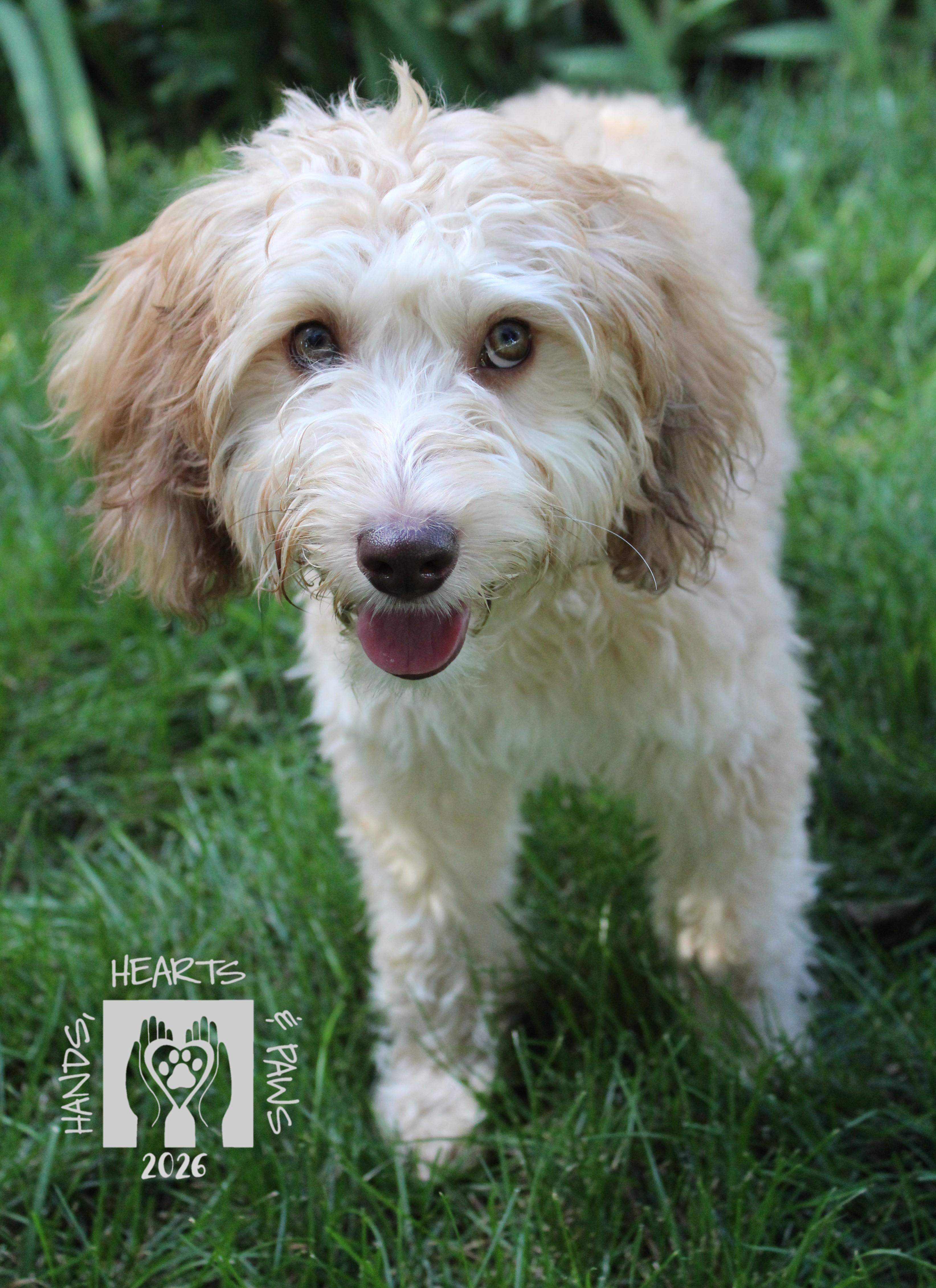 Enlarge Muggs, an adopted mixed breed in Omaha, NE image 3/3