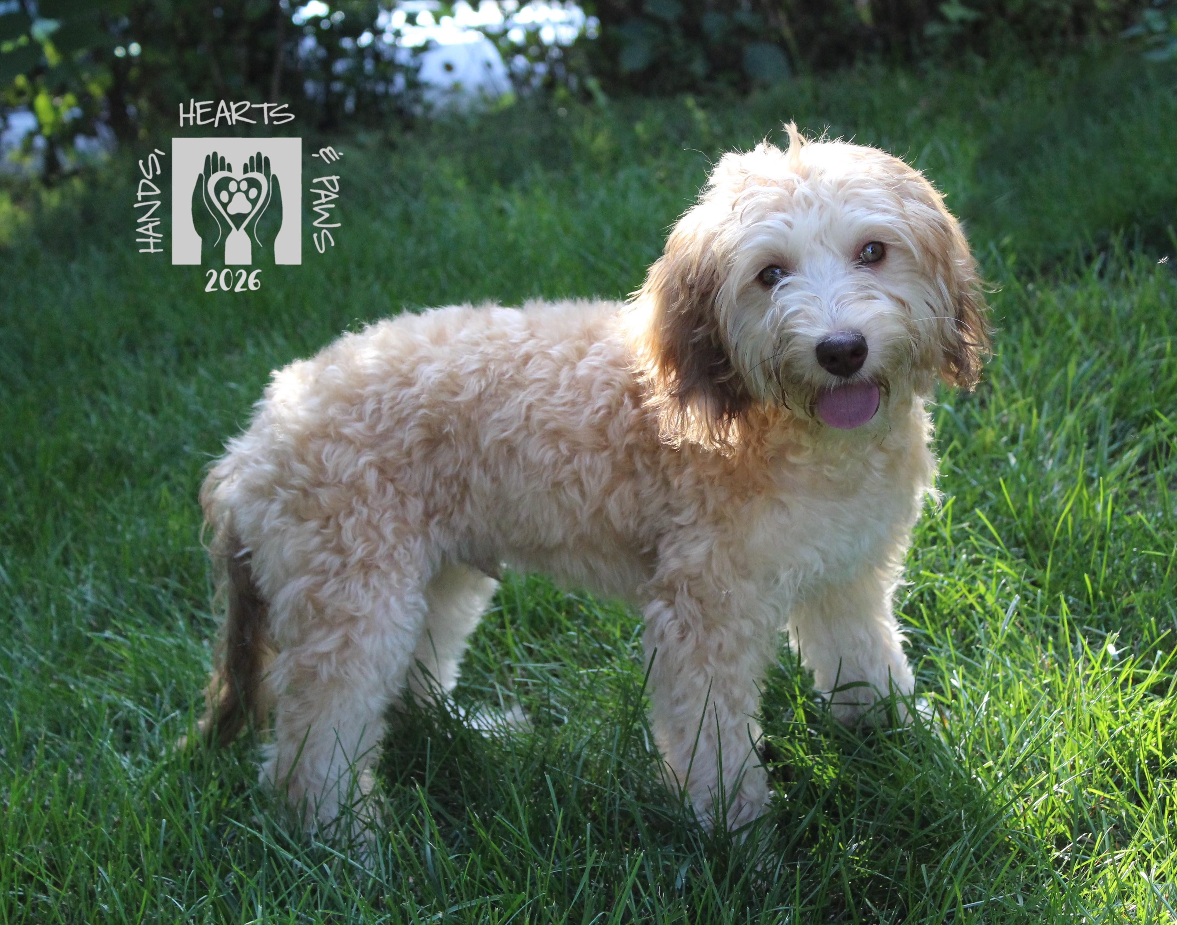 Enlarge Muggs, an adopted mixed breed in Omaha, NE image 1/3