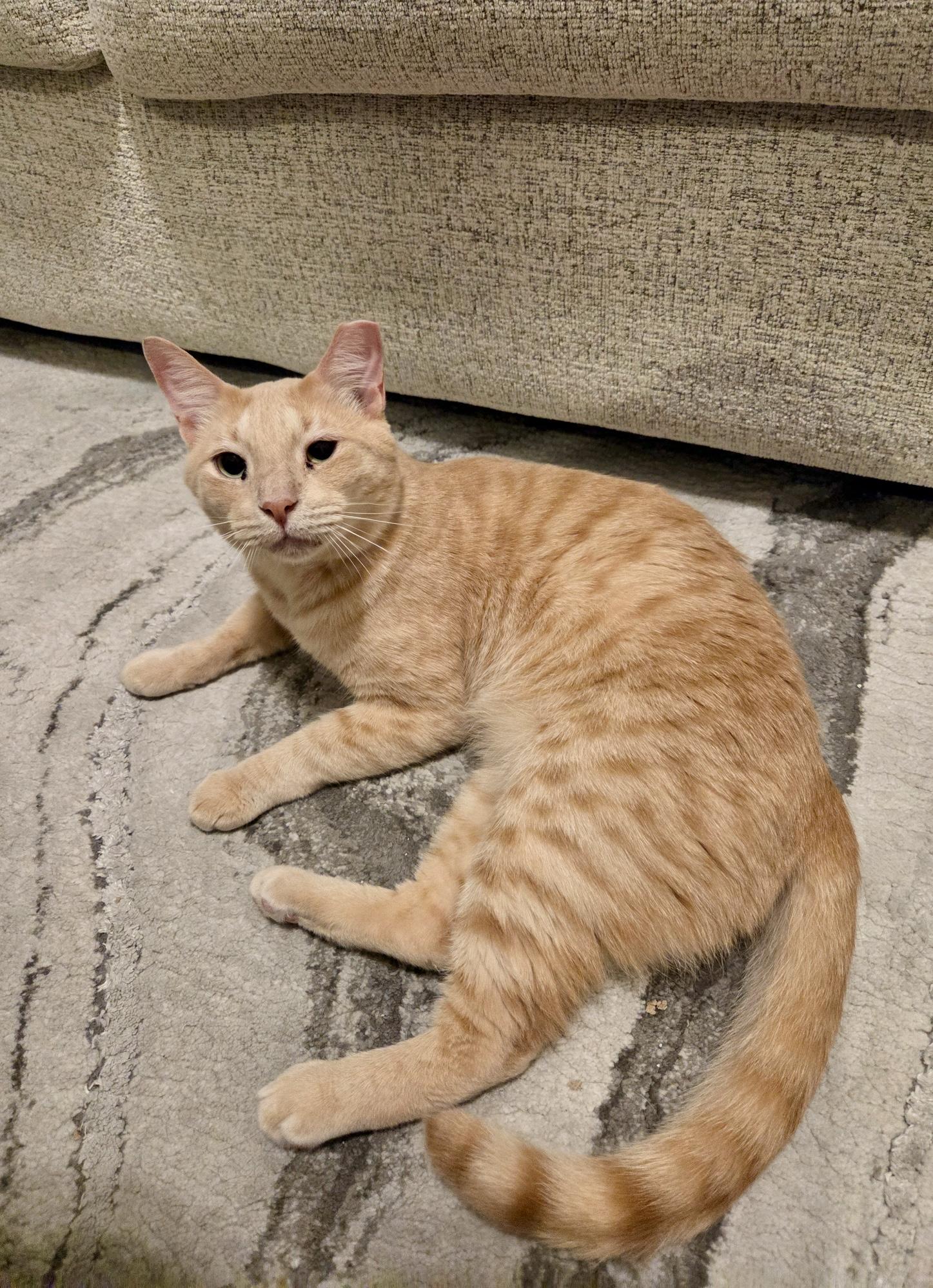 Enlarge Cottontail (bonded to Nolan), a Adoptable American Shorthair in Austin, TX image 4/6