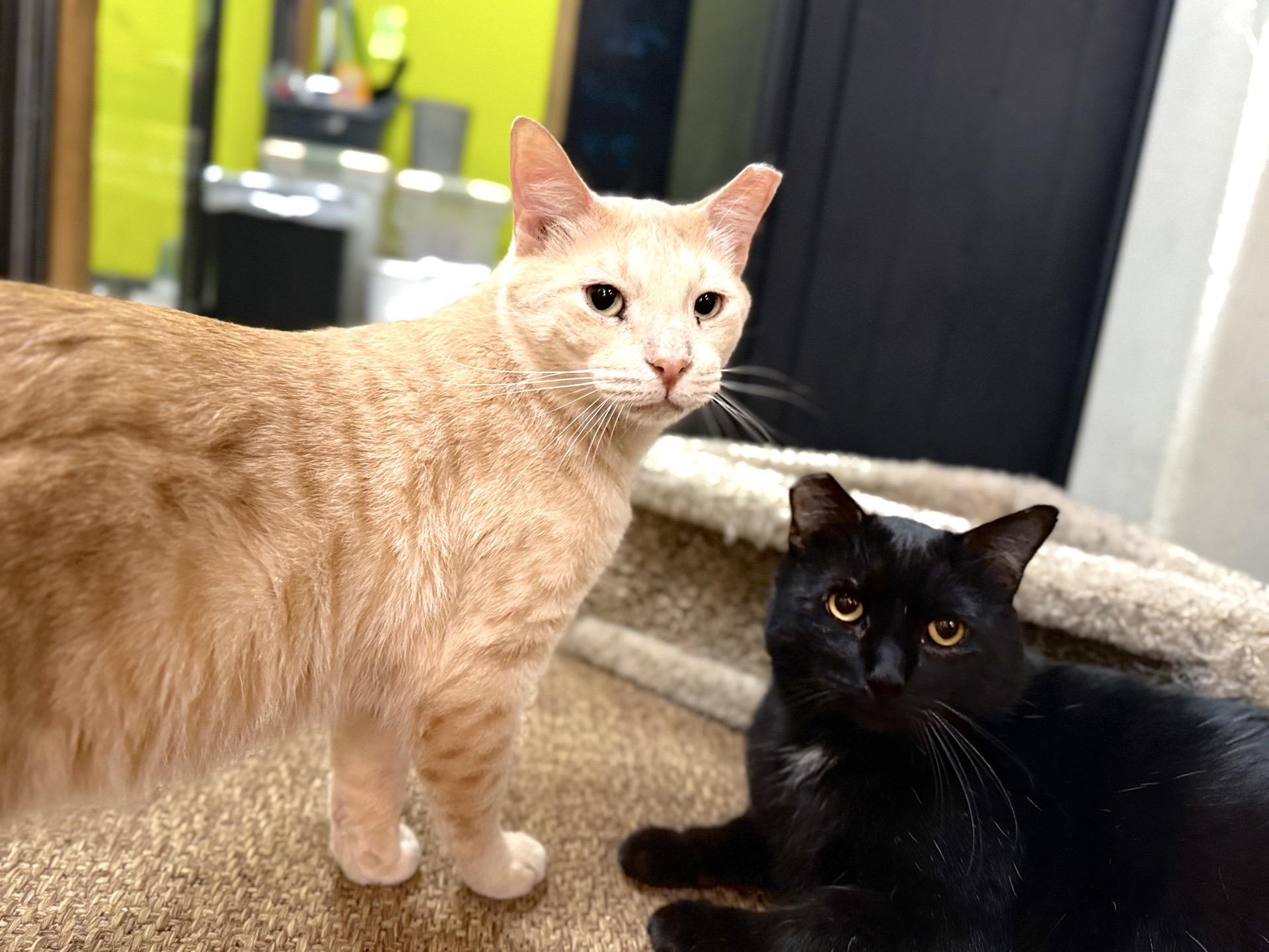 Enlarge Cottontail (bonded to Nolan), a Adoptable American Shorthair in Austin, TX image 2/6