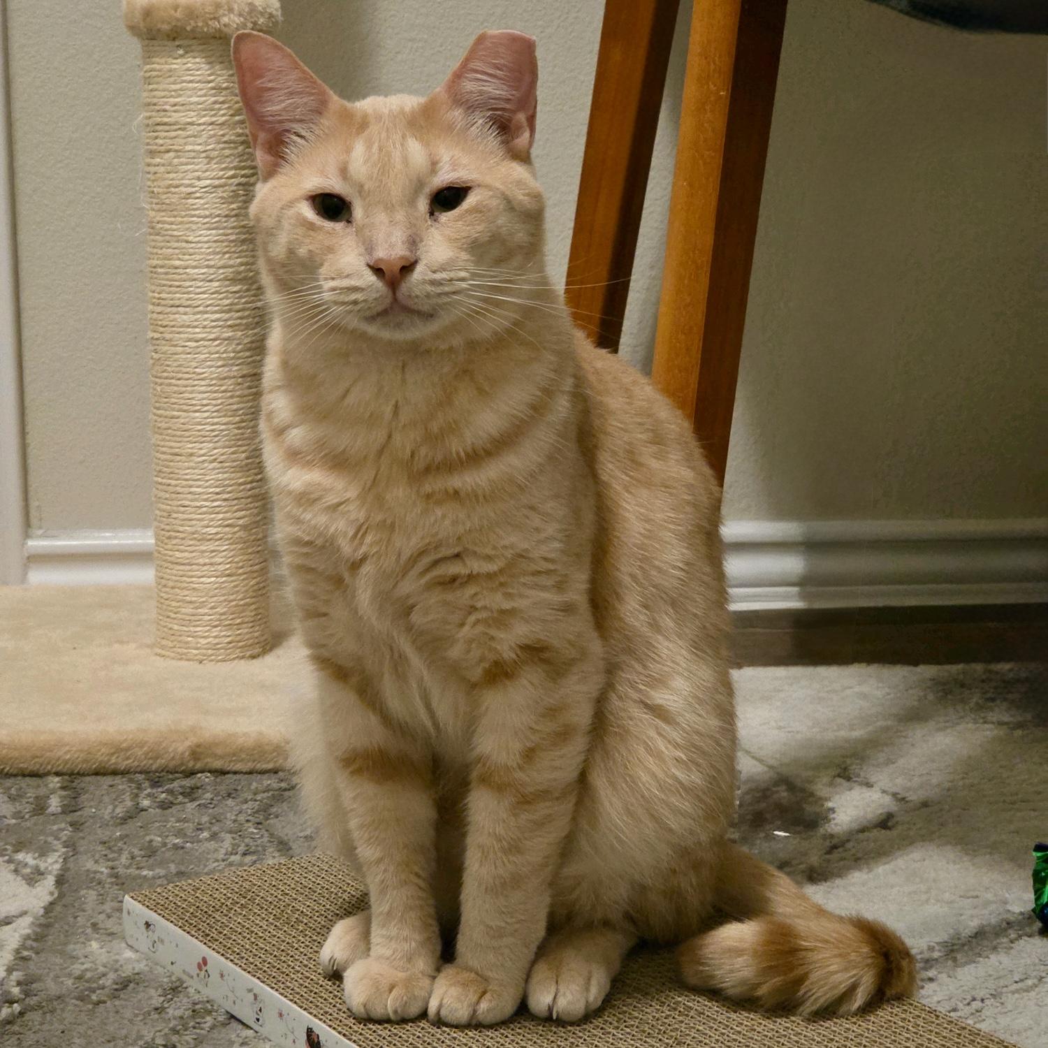 Enlarge Cottontail (bonded to Nolan), a Adoptable American Shorthair in Austin, TX image 3/6