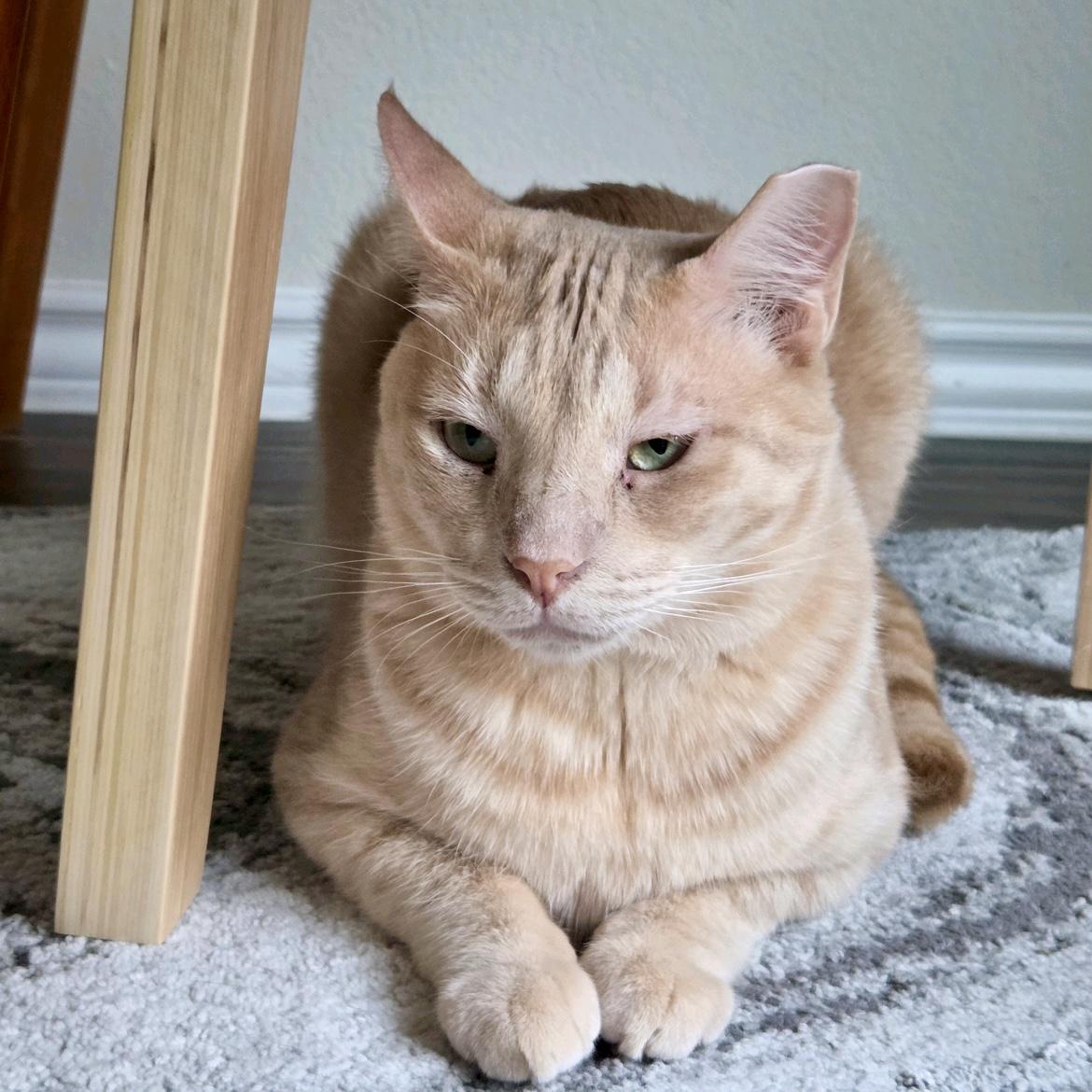 Cottontail (bonded to Nolan), Adoptable, Adult Male American Shorthair.