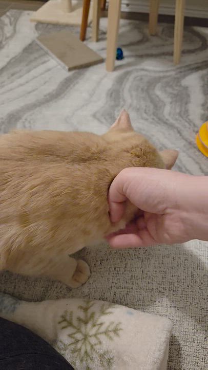 Enlarge Cottontail (bonded to Nolan), a Adoptable American Shorthair in Austin, TX video 6/6