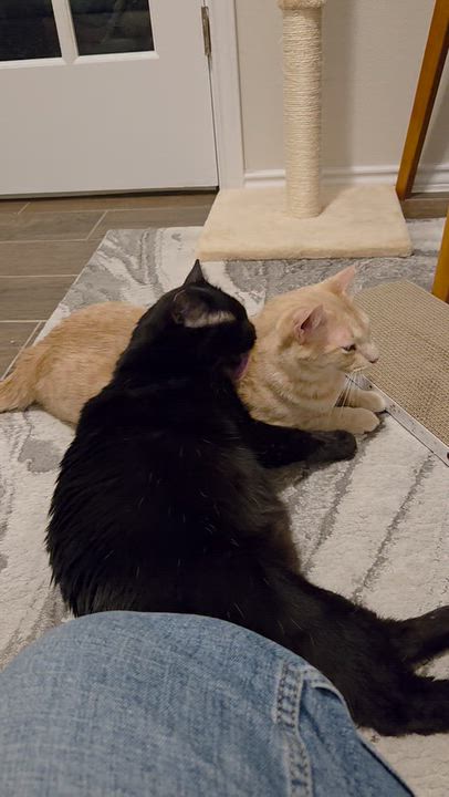 Enlarge Cottontail (bonded to Nolan), a Adoptable American Shorthair in Austin, TX video 5/6