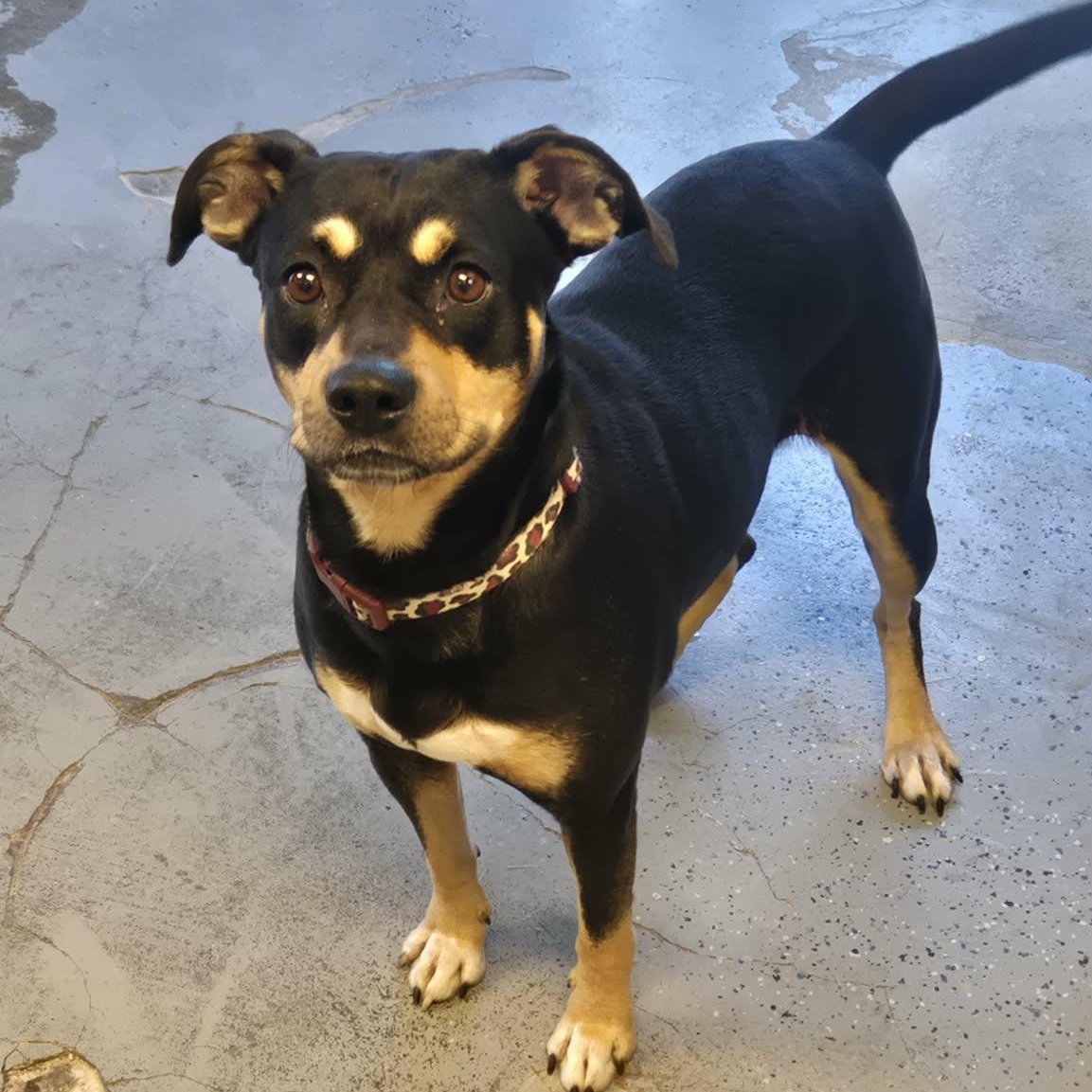 Sissy, adopted, Adult Female Chihuahua & Pit Bull Terrier.