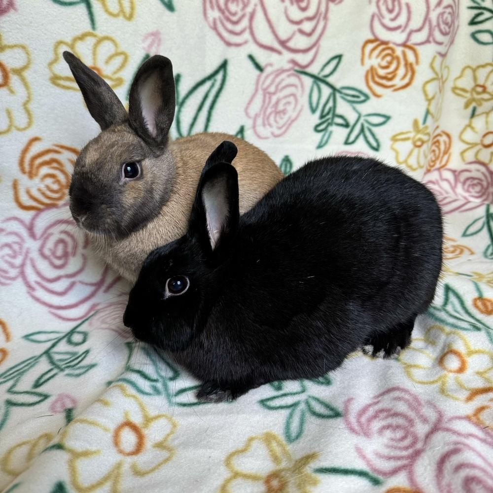 Francine (Bonded to Pauline), Adoptable, Adult Female Havana.