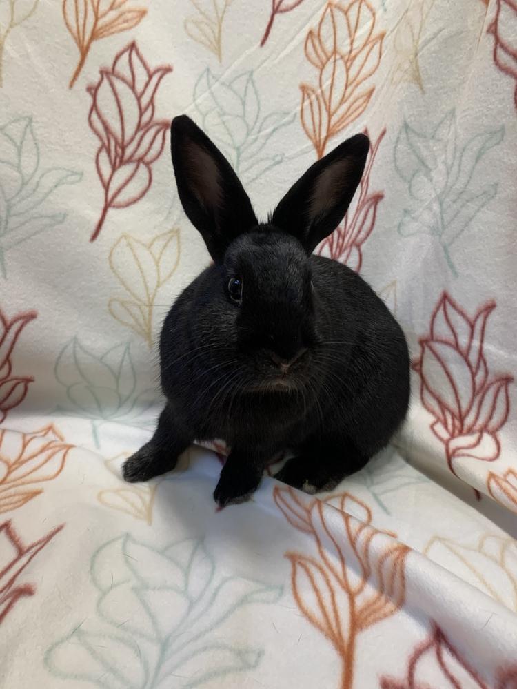 Enlarge Francine (Bonded to Pauline), a Adoptable mixed breed in Gainesville, FL image 2/6