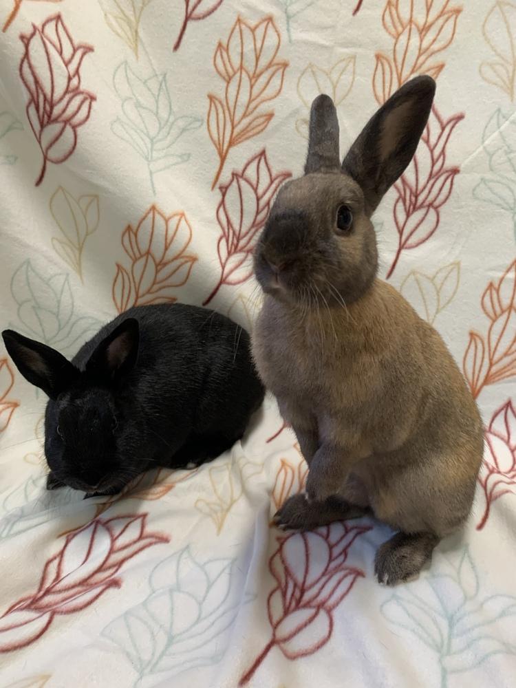 Francine (Bonded to Pauline), Adoptable, Adult Female Havana.