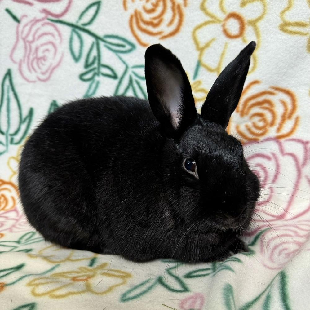 Enlarge Francine (Bonded to Pauline), a Adoptable mixed breed in Gainesville, FL image 5/6