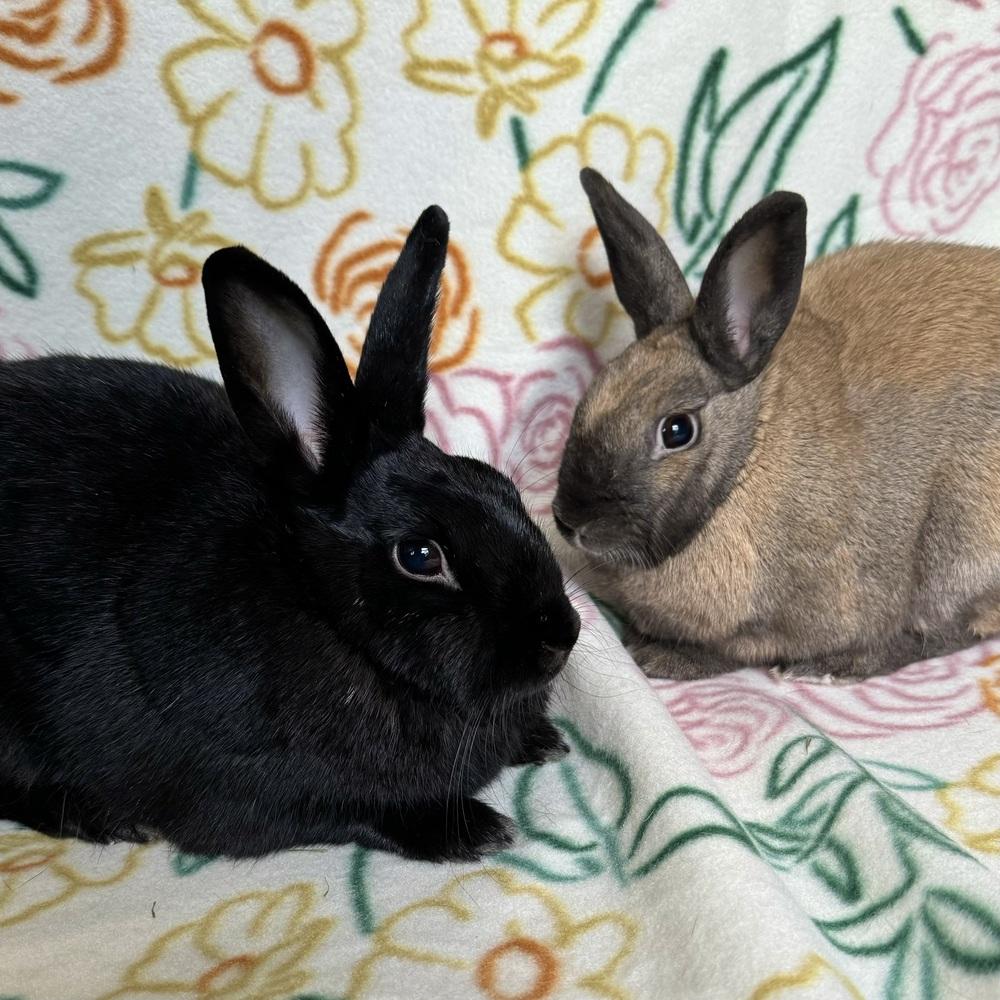 Francine (Bonded to Pauline), Adoptable, Adult Female Havana.