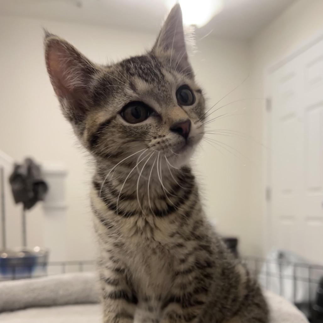 Glue Stick thumbnail 2