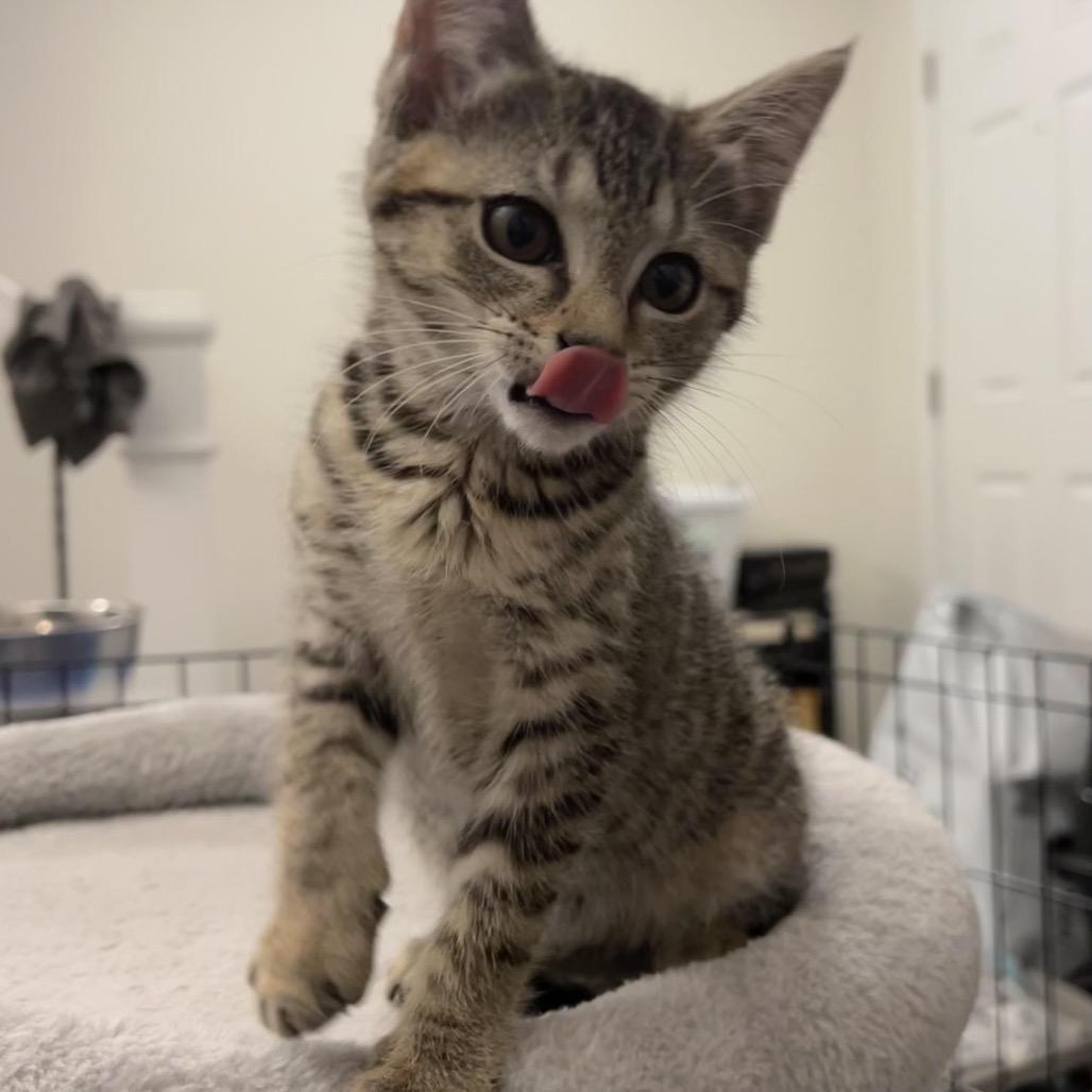 Glue Stick thumbnail 6