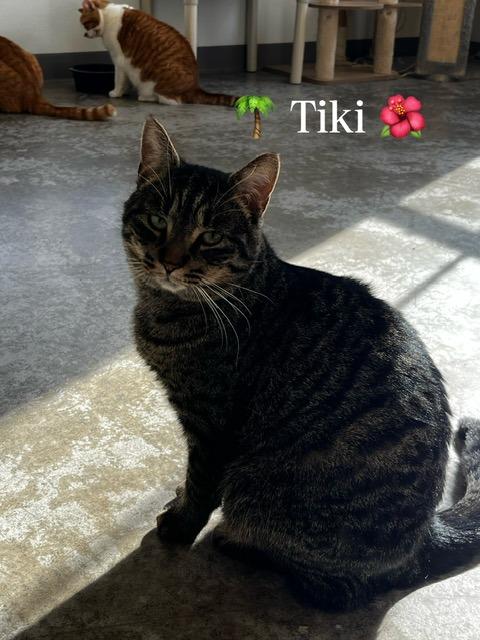 Tiki, Adoptable, Young Female Domestic Short Hair.