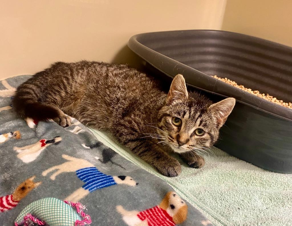 Enlarge Tiki, a Adoptable mixed breed in Clinton, SC image 2/6