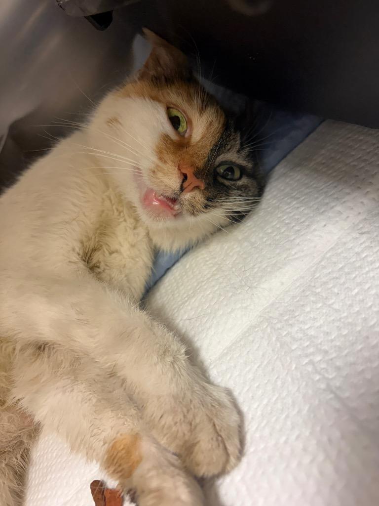 ELSI, Adoptable, Adult Female Domestic Short Hair.