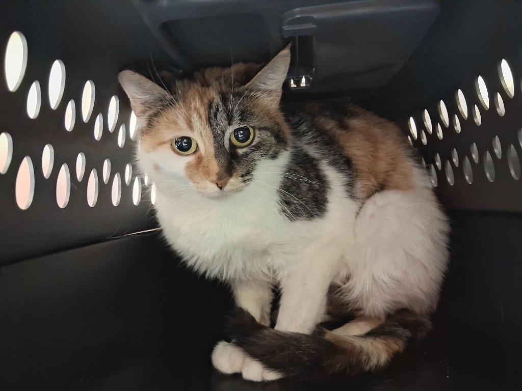 Enlarge ELSI, a Adoptable mixed breed in Wintersville, OH image 2/2