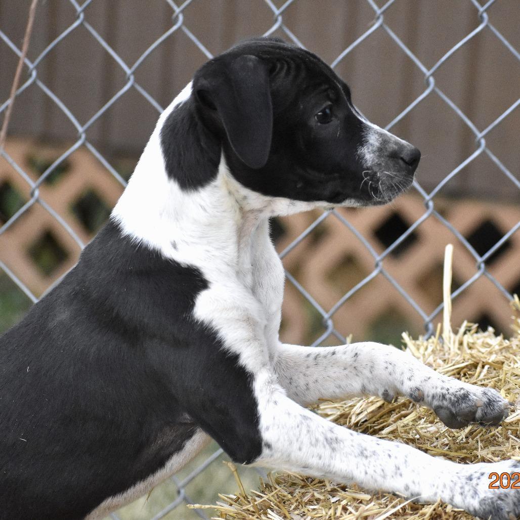Callie(Cars Litter), a Adoptable mixed breed in Lenoir, NC image 1/3