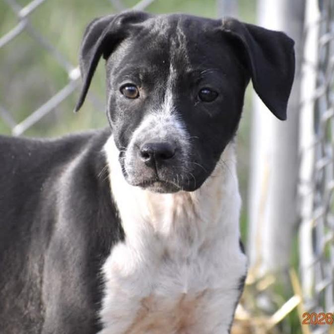 Callie(Cars Litter), a Adoptable mixed breed in Lenoir, NC image 2/3
