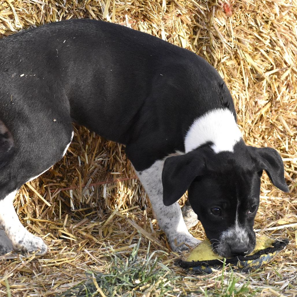 Callie(Cars Litter), a Adoptable mixed breed in Lenoir, NC image 3/3