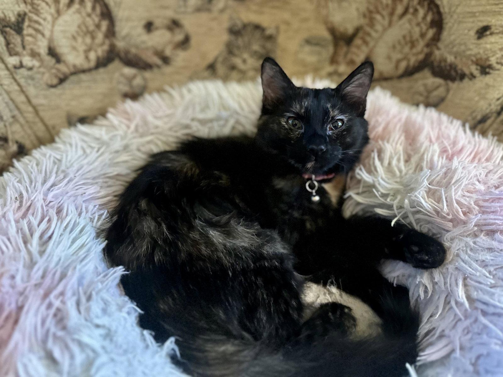 Nadine, a Adoptable Domestic Short Hair in Davis, CA image 1/3
