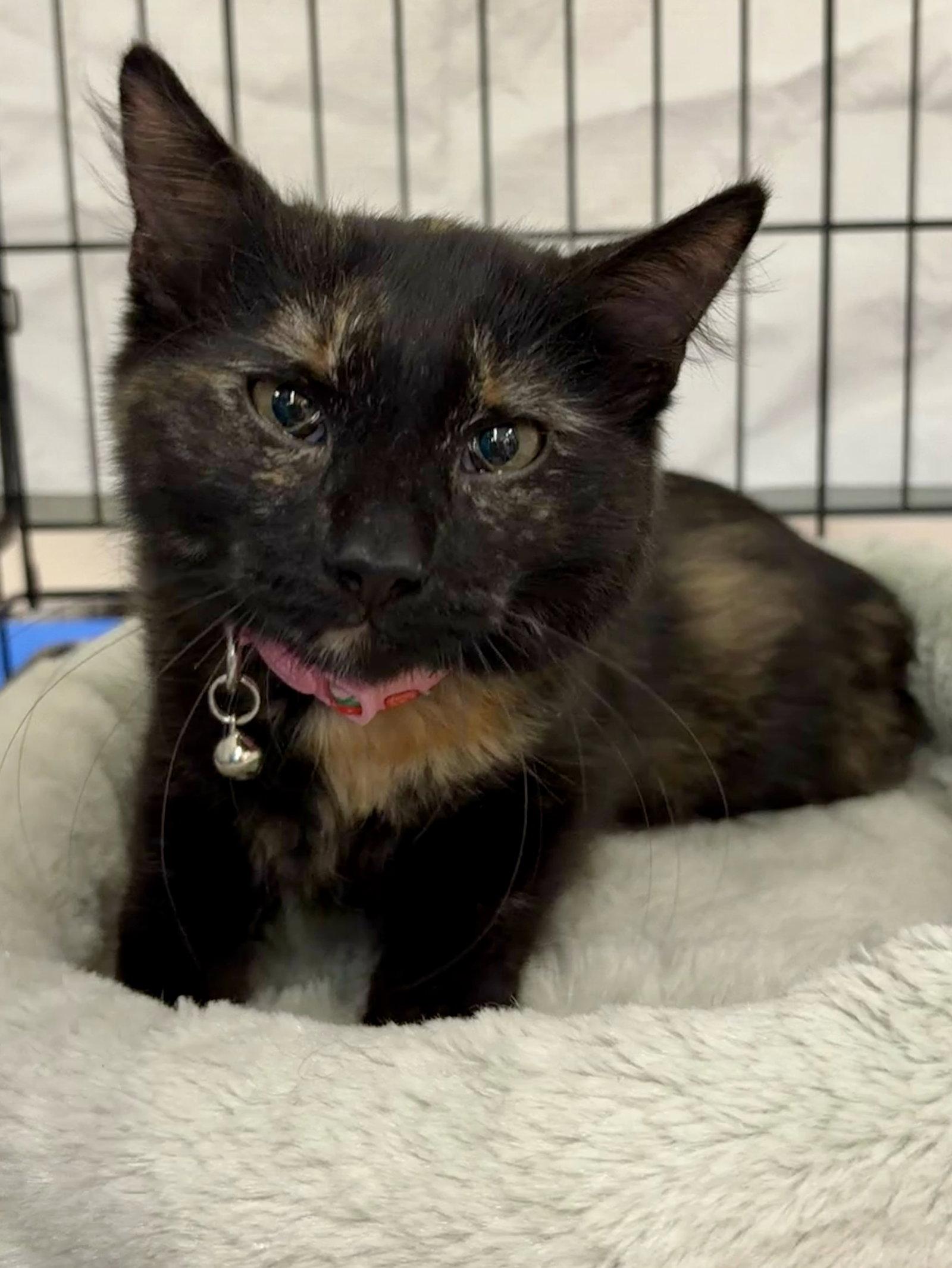 Nadine, Adoptable, Young Female Domestic Short Hair.