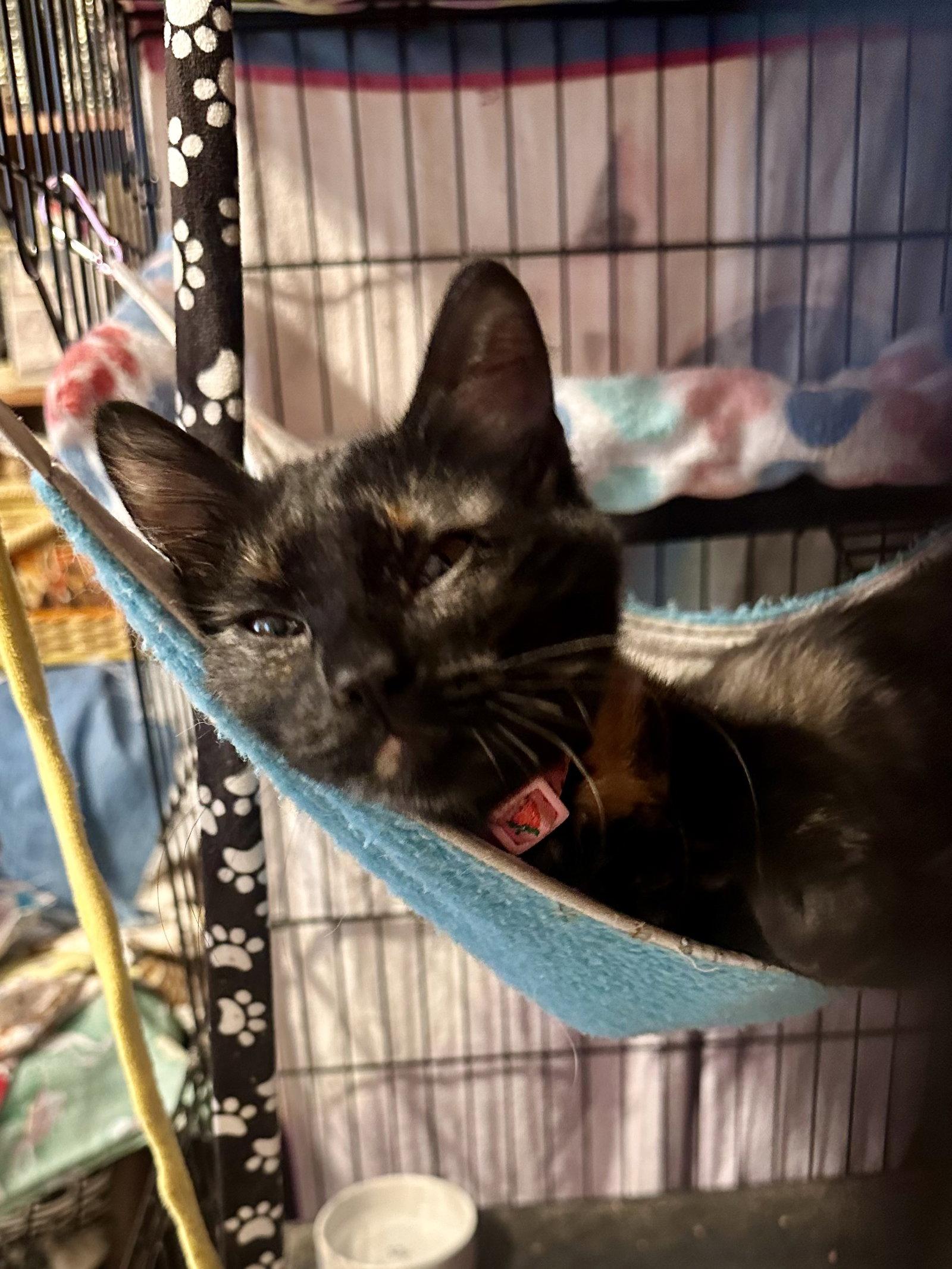 Nadine, a Adoptable Domestic Short Hair in Davis, CA image 2/3