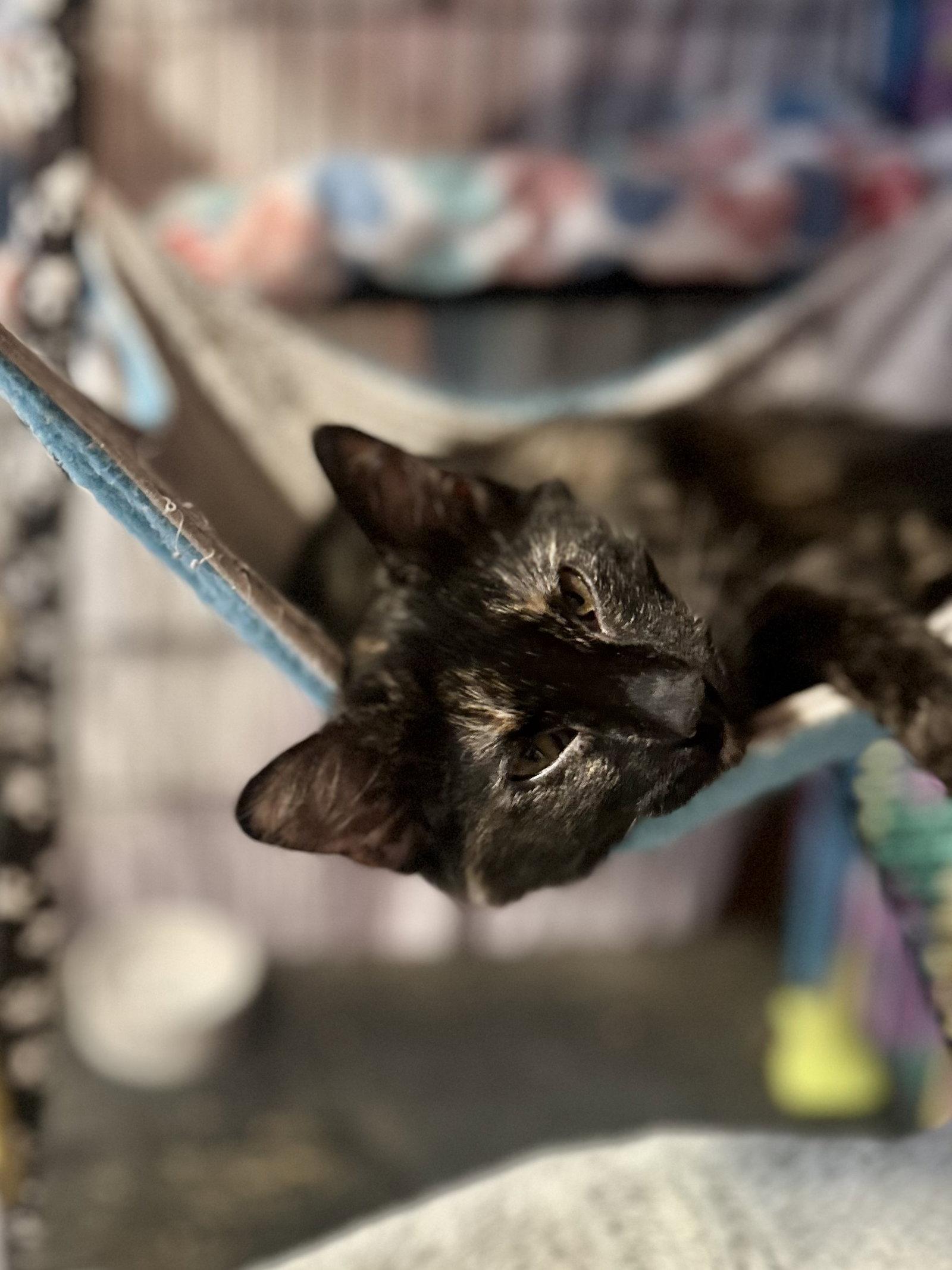 Nadine, a Adoptable Domestic Short Hair in Davis, CA image 3/3