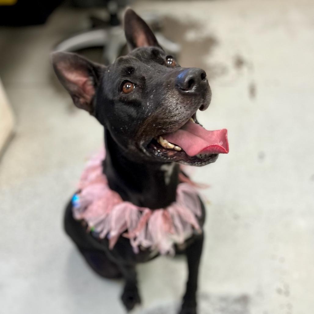 Revi, Adoptable, Adult Female Mixed Breed.