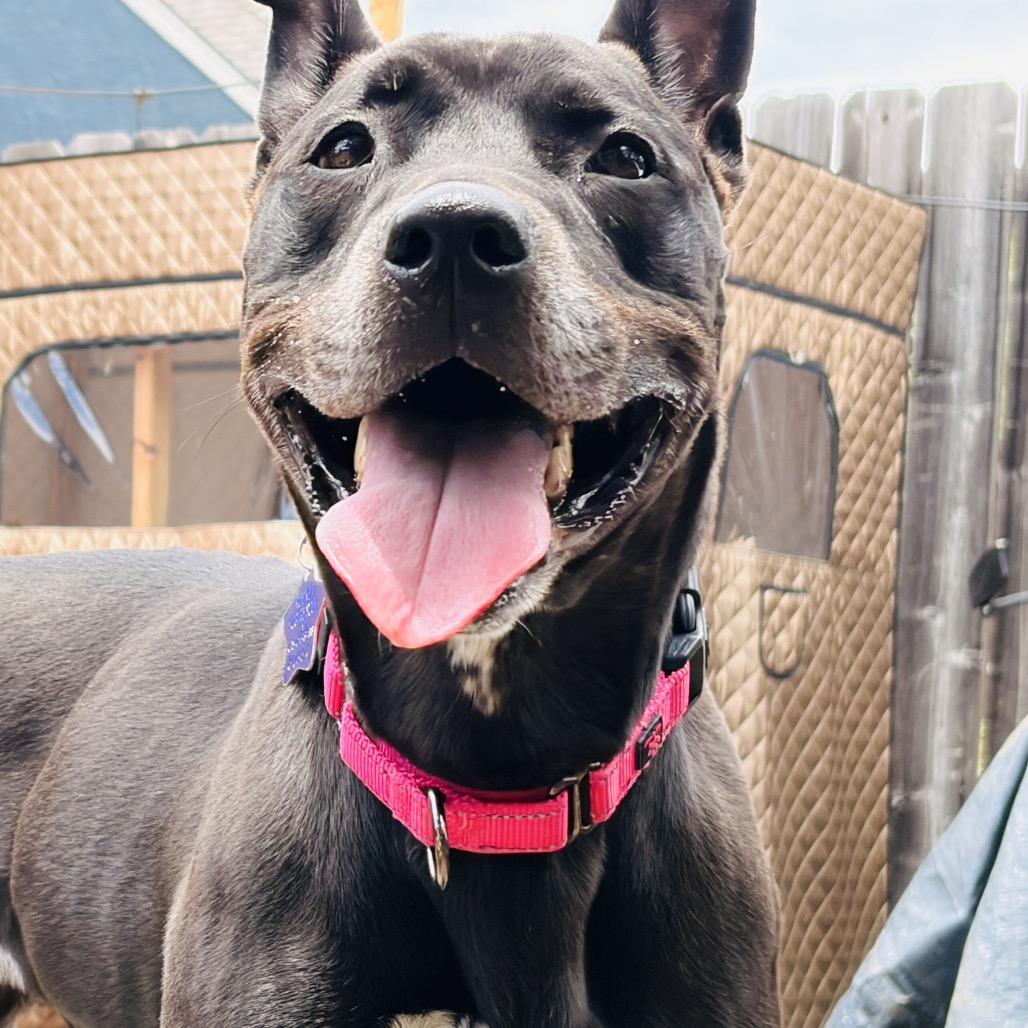 Enlarge Revi, a Adoptable Mixed Breed in San Francisco, CA image 2/6