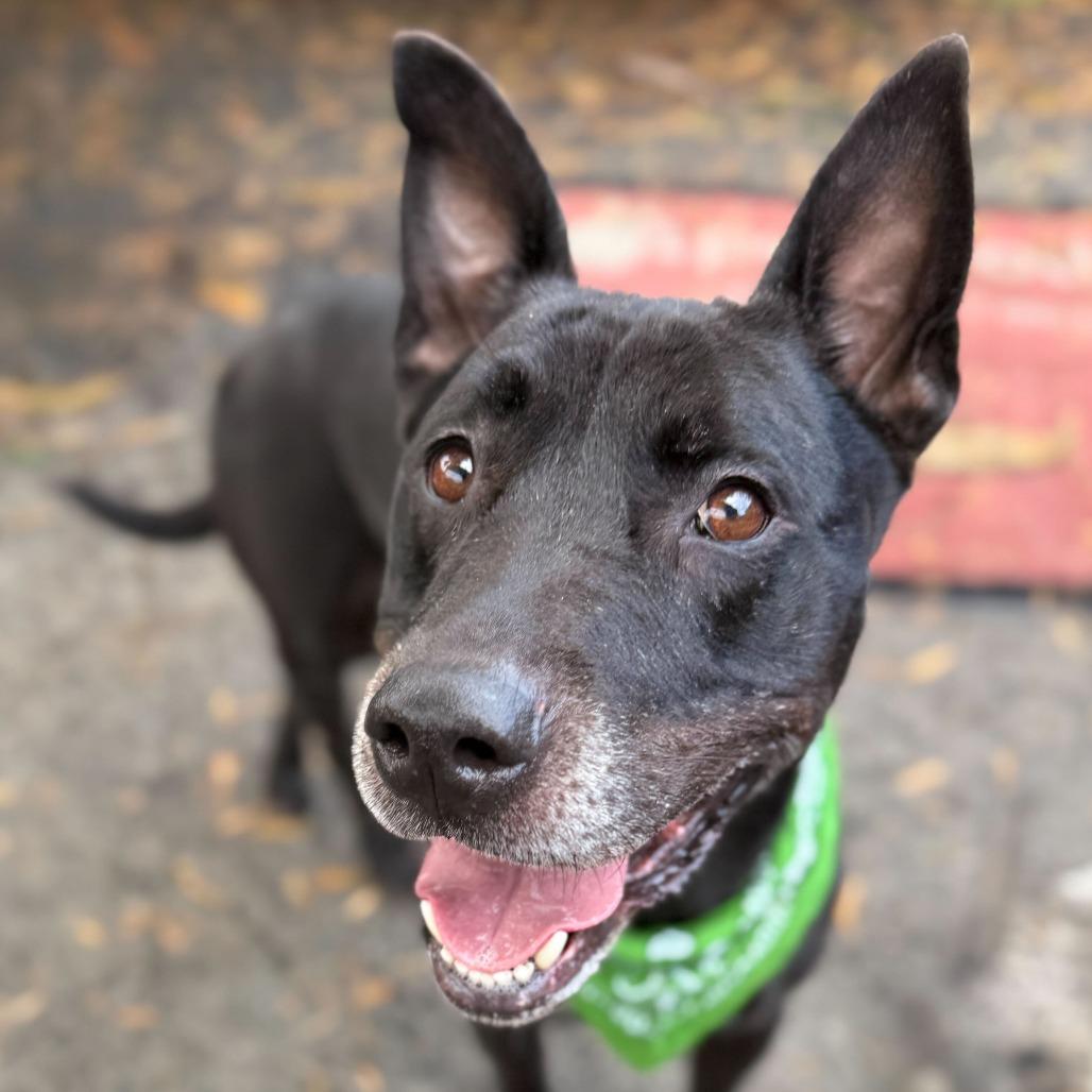Enlarge Revi, a Adoptable Mixed Breed in San Francisco, CA image 3/6