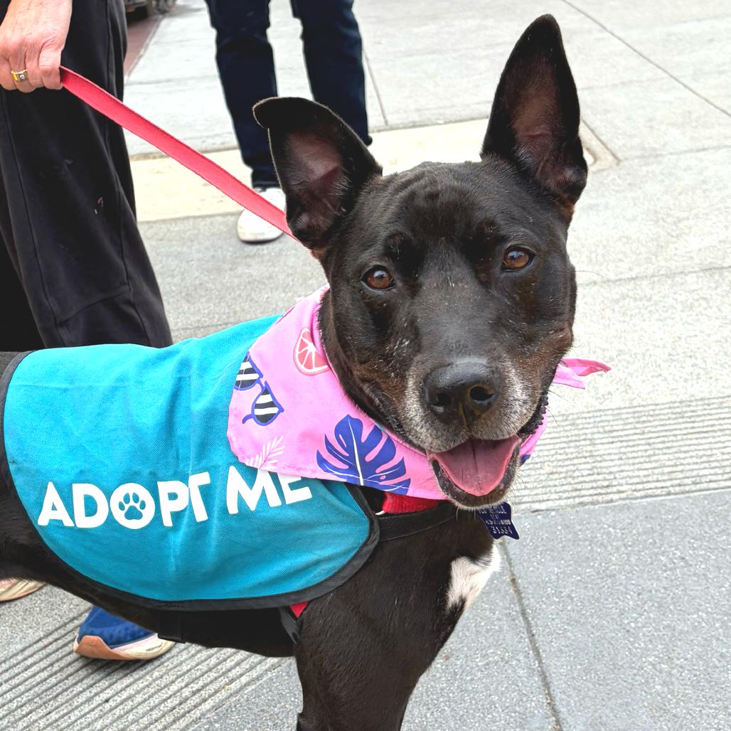 Revi, a Adoptable Mixed Breed in San Francisco, CA image 3/6