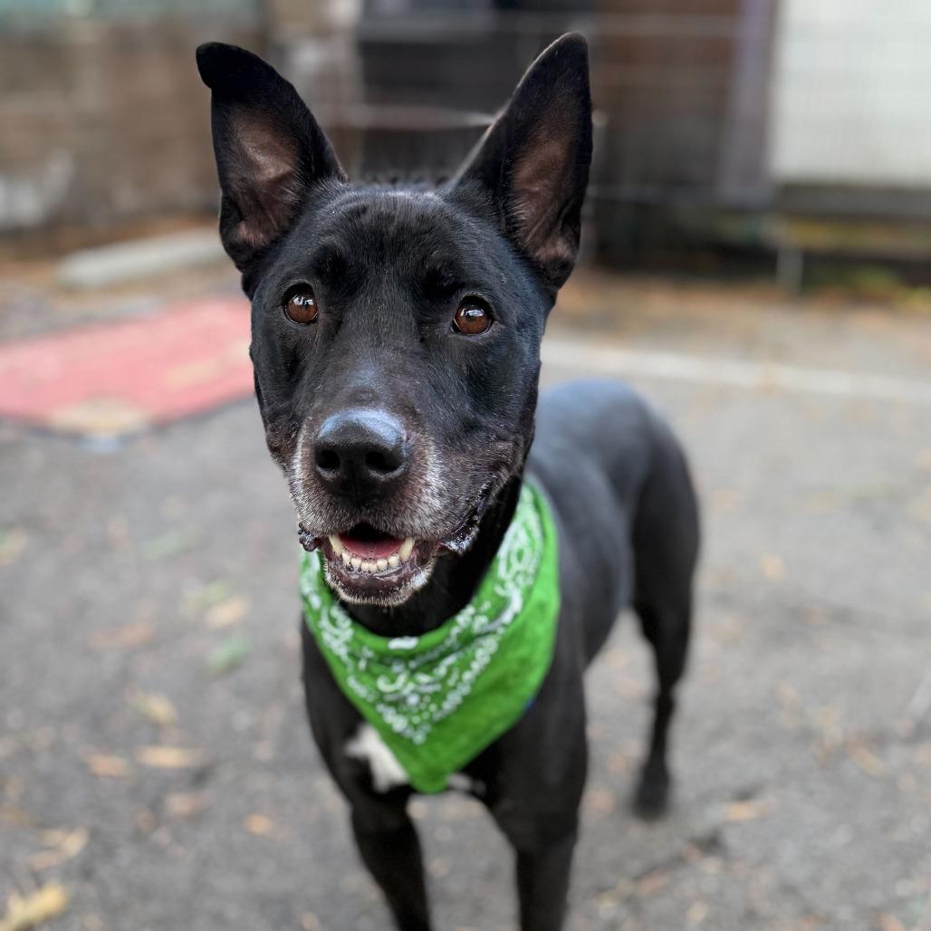 Enlarge Revi, a Adoptable Mixed Breed in San Francisco, CA image 4/6
