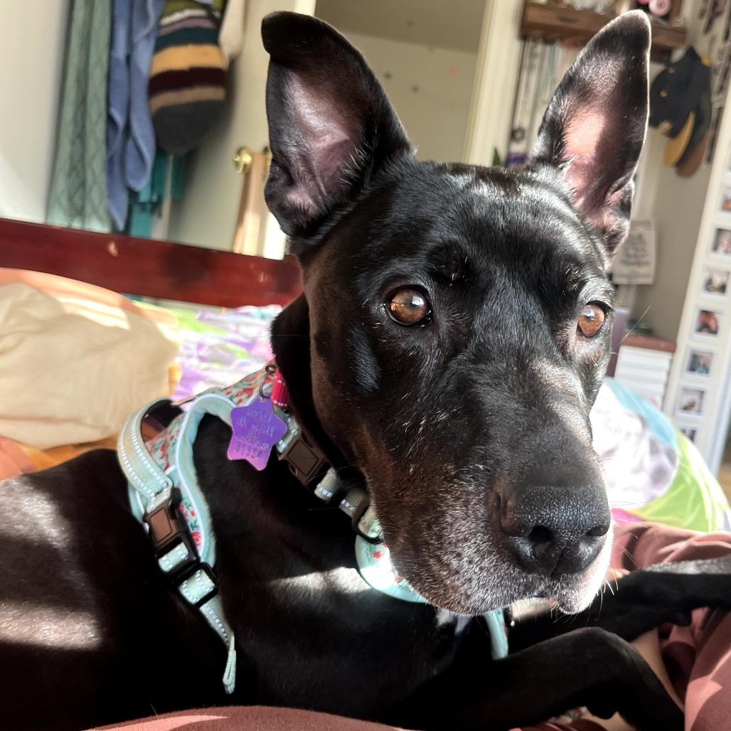 Enlarge Revi, a Adoptable Mixed Breed in San Francisco, CA image 5/6