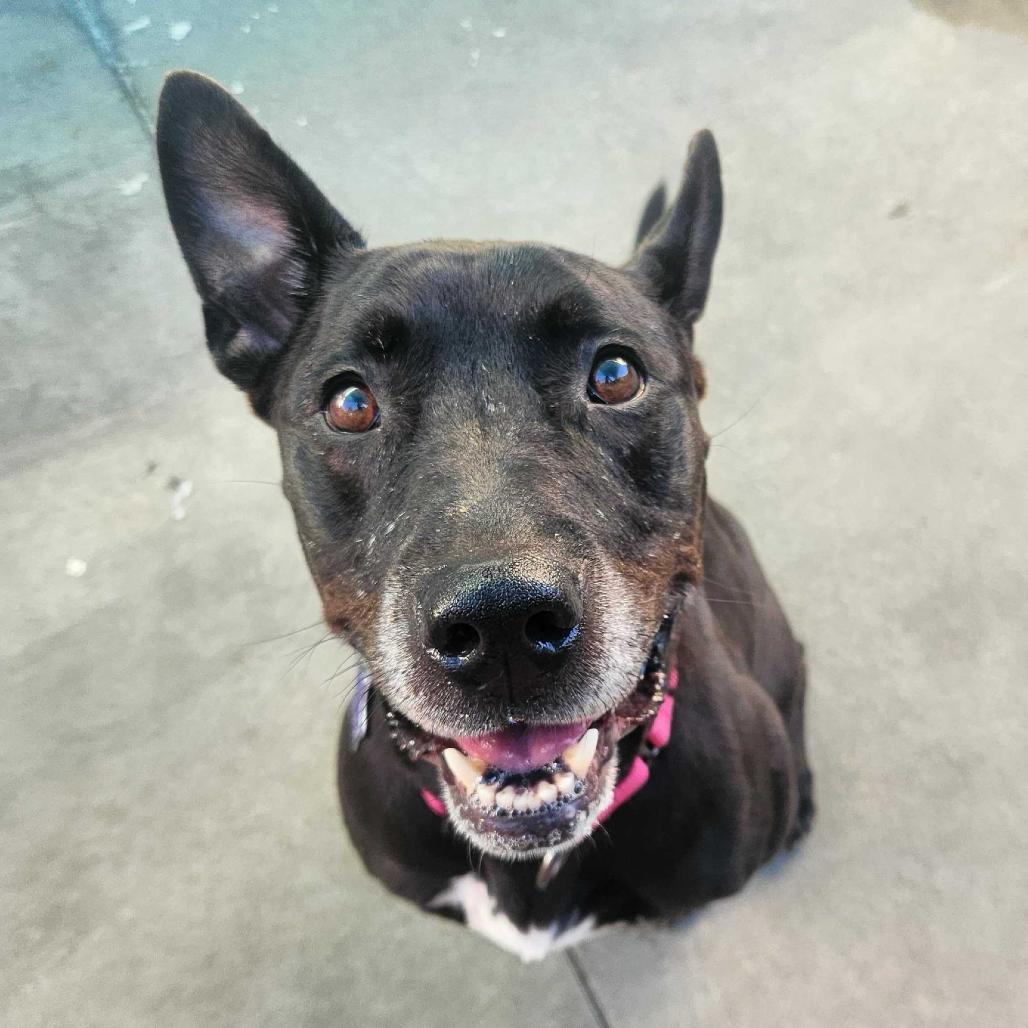 Enlarge Revi, a Adoptable Mixed Breed in San Francisco, CA image 5/6