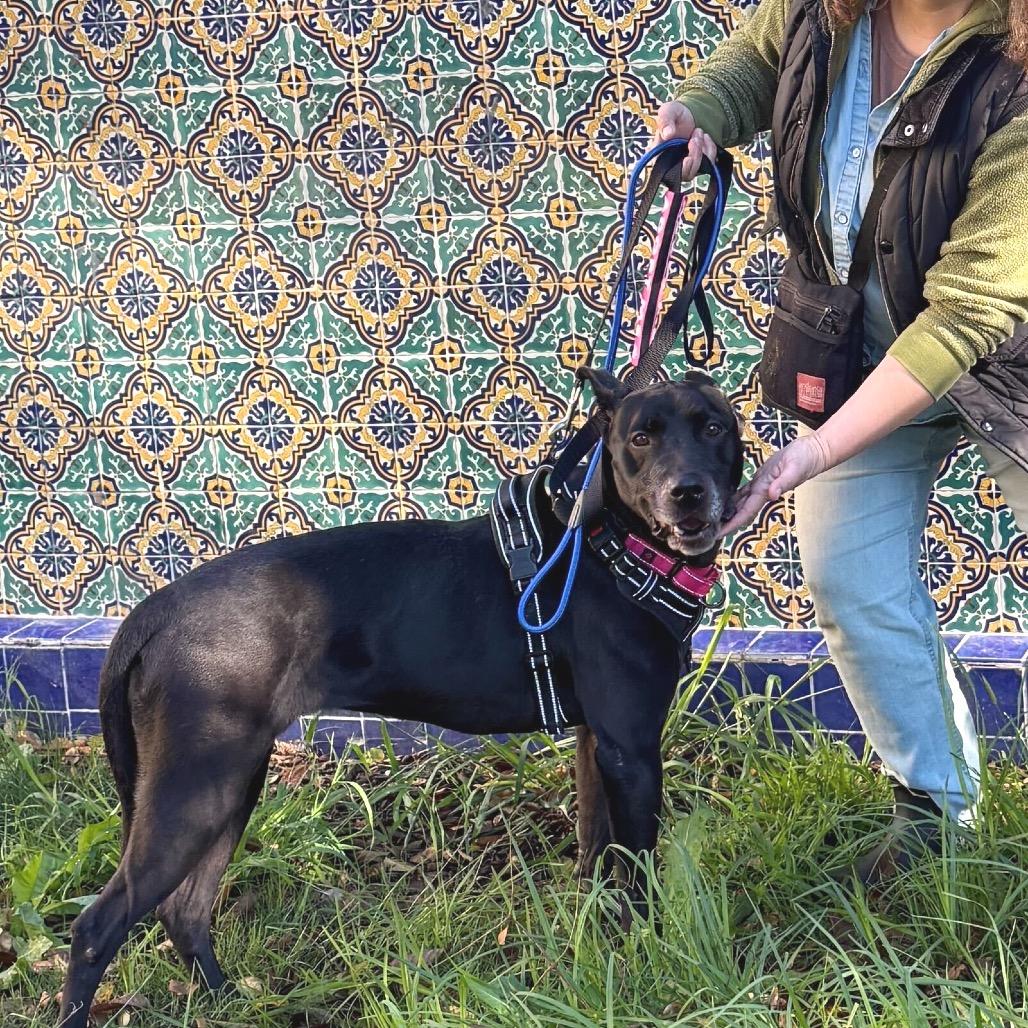 Enlarge Revi, a Adoptable Mixed Breed in San Francisco, CA image 6/6