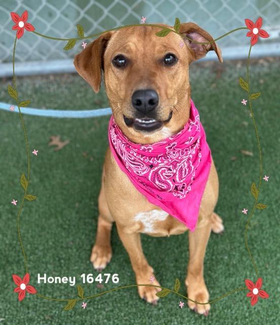 Enlarge HONEY, an adopted Hound in Marietta, GA image 4/5