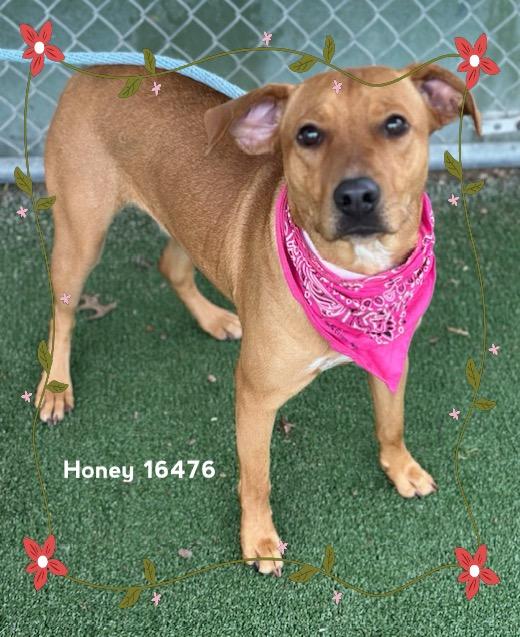 Enlarge HONEY, an adopted Hound in Marietta, GA image 5/5