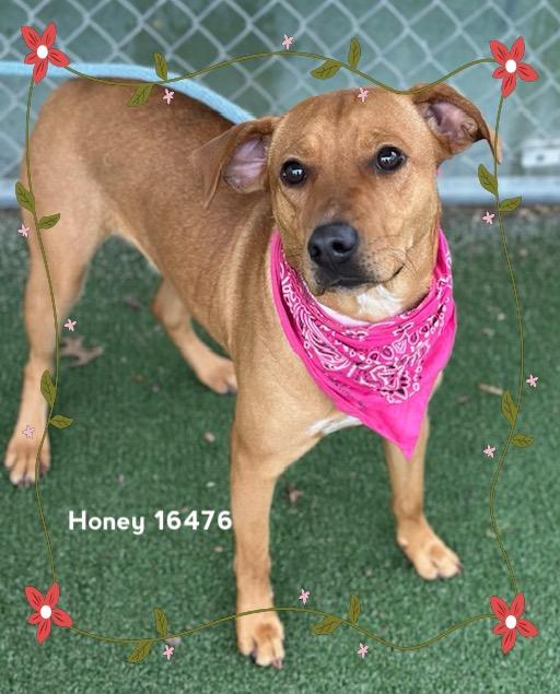 Enlarge HONEY, an adopted Hound in Marietta, GA image 3/5