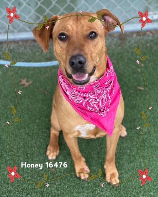 Enlarge HONEY, an adopted Hound in Marietta, GA image 2/5