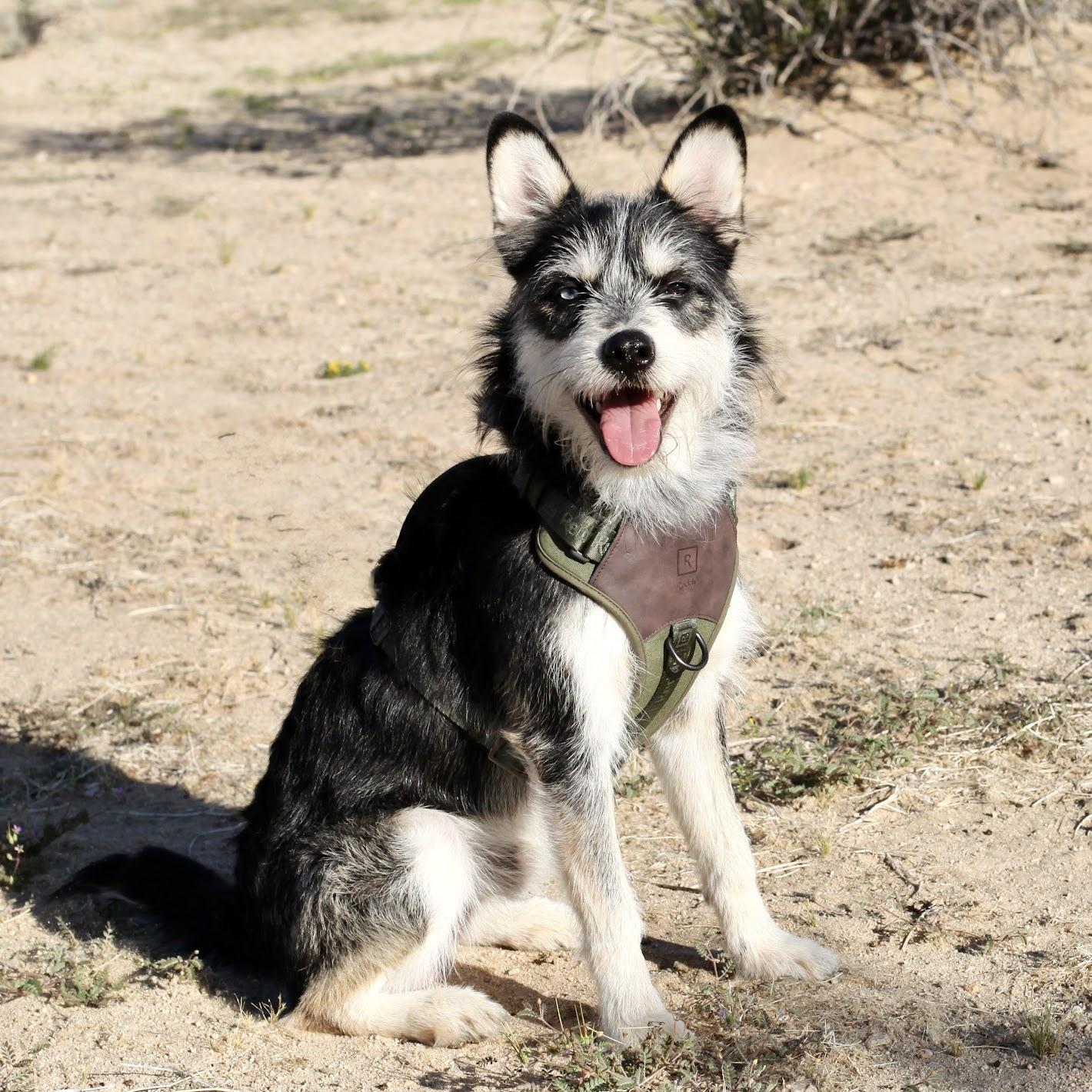 OLLIE, Adoptable, Young Male Husky & Terrier.