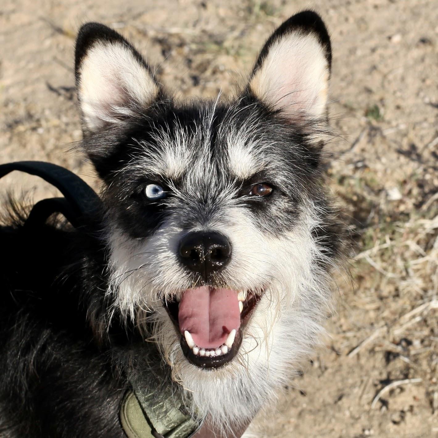 OLLIE, a Adoptable mixed breed in Joshua Tree, CA image 3/5