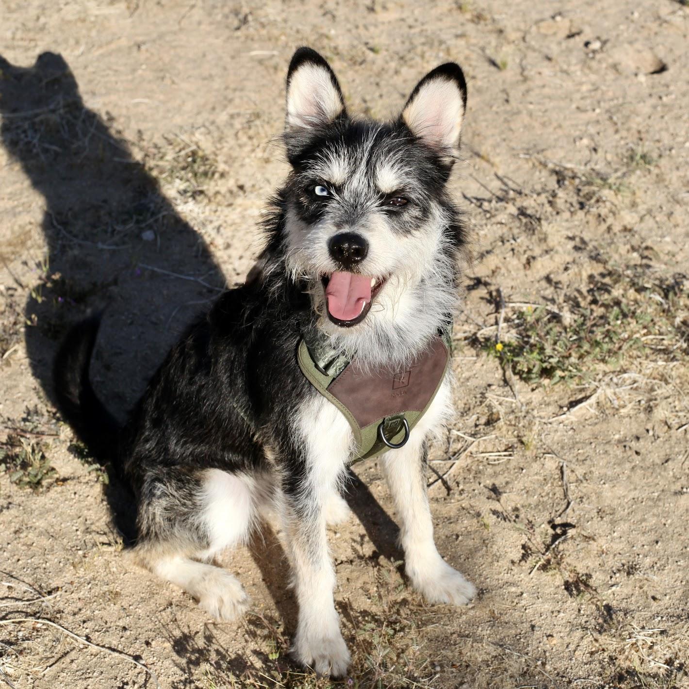 OLLIE, a Adoptable mixed breed in Joshua Tree, CA image 5/5