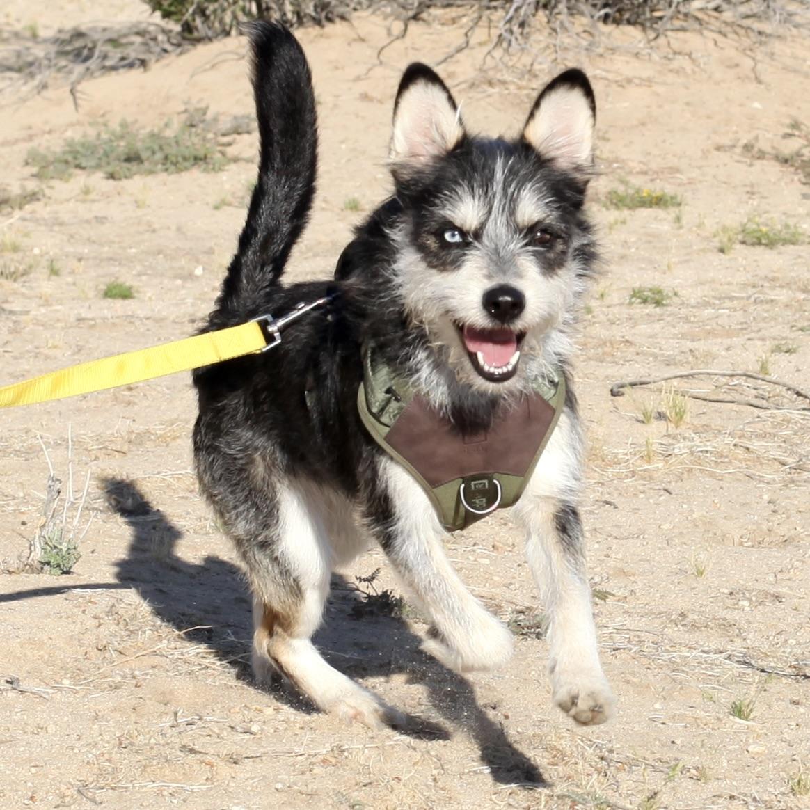 OLLIE, a Adoptable mixed breed in Joshua Tree, CA image 4/5