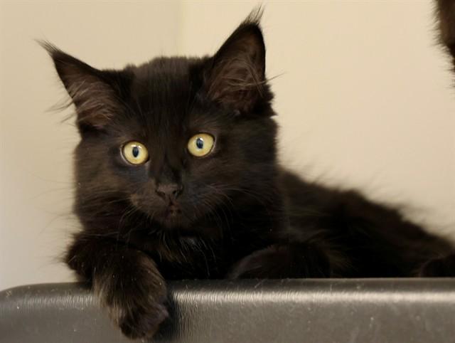 CORA, Adoptable, Kitten Female Domestic Long Hair.