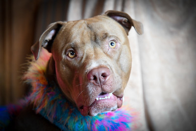 Goober, a Adoptable mixed breed in Marietta, GA image 1/3