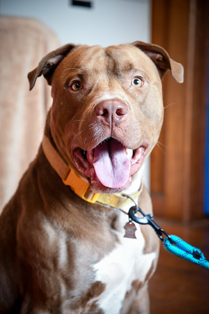 Goober, a Adoptable mixed breed in Marietta, GA image 2/3