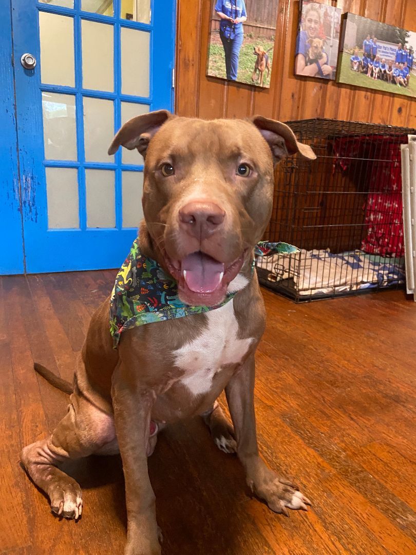 Goober, a Adoptable mixed breed in Marietta, GA image 3/3