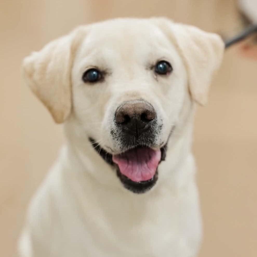 Slyvester, Adopted, Adult Male Labrador Retriever.