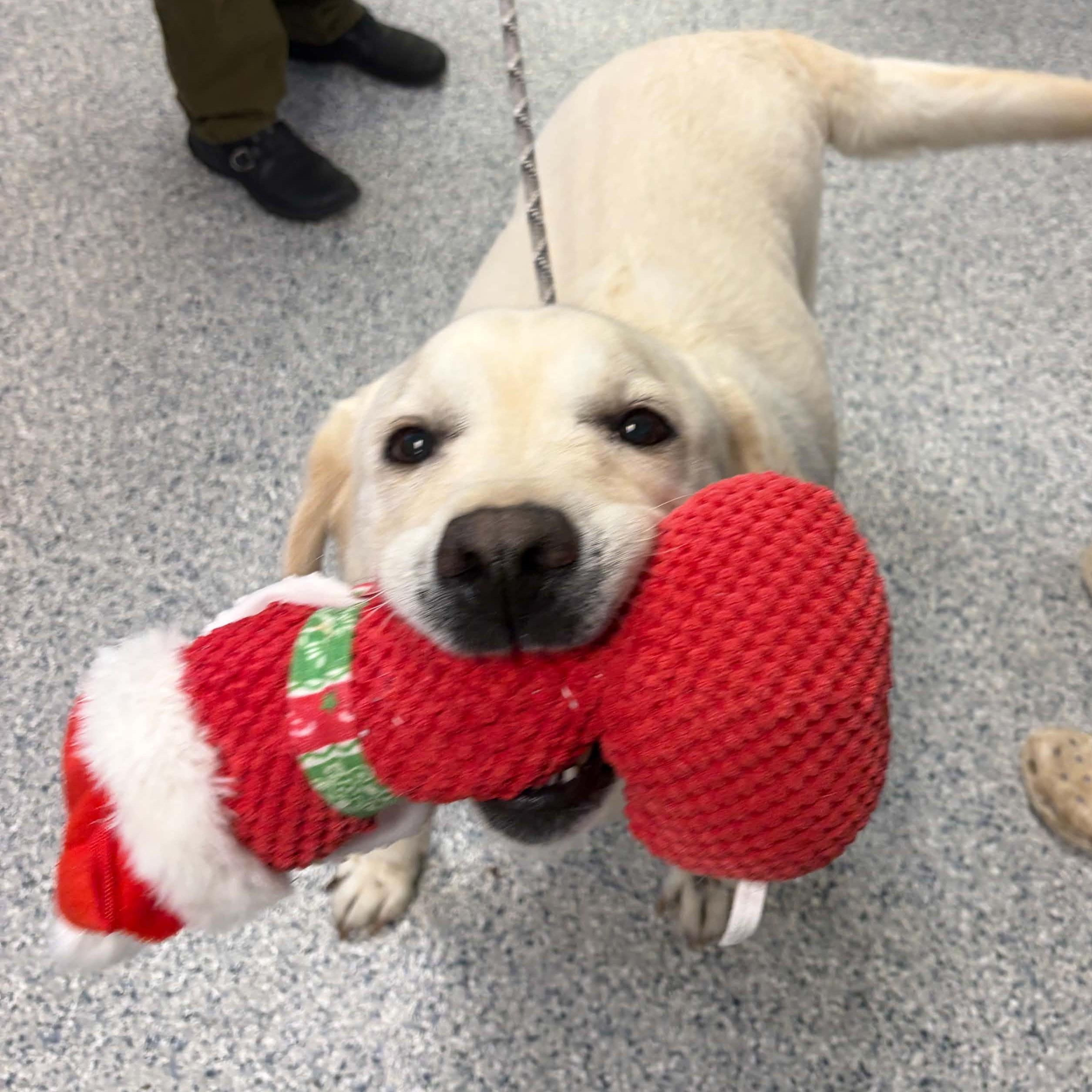Enlarge Slyvester, a Adopted mixed breed in Normal, IL image 3/3